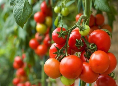 Fig-1-A-tomato-variety-in-Nigeria