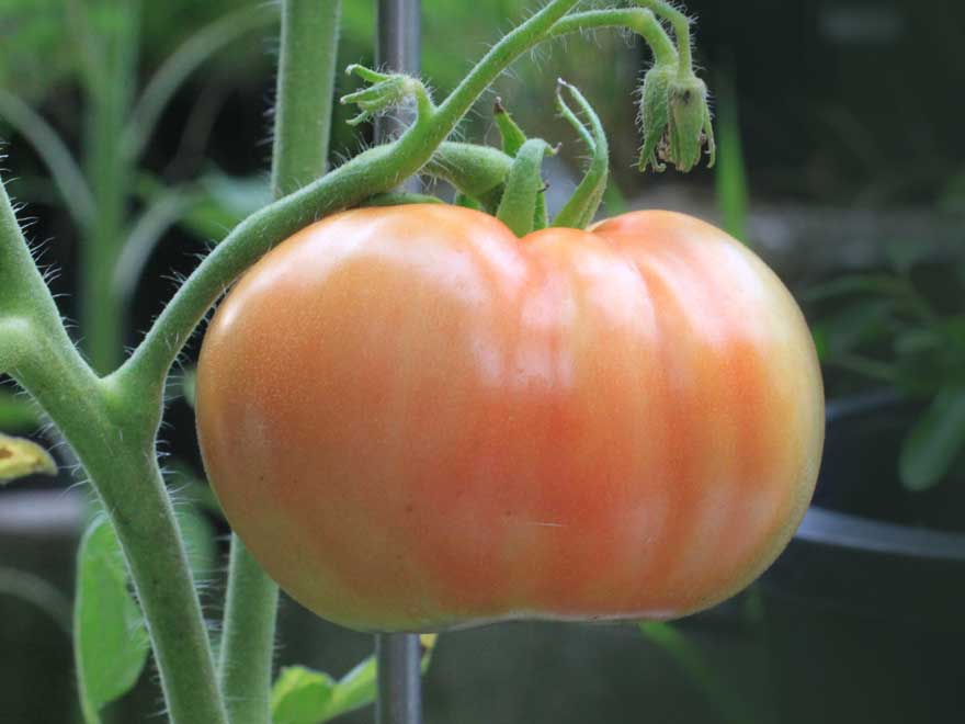 tomate1