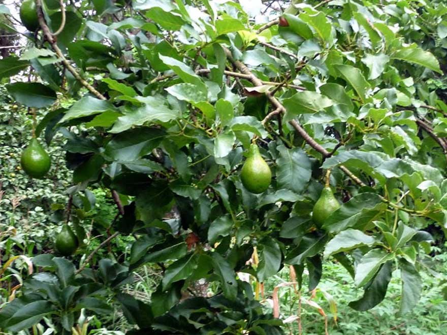 abacateiro